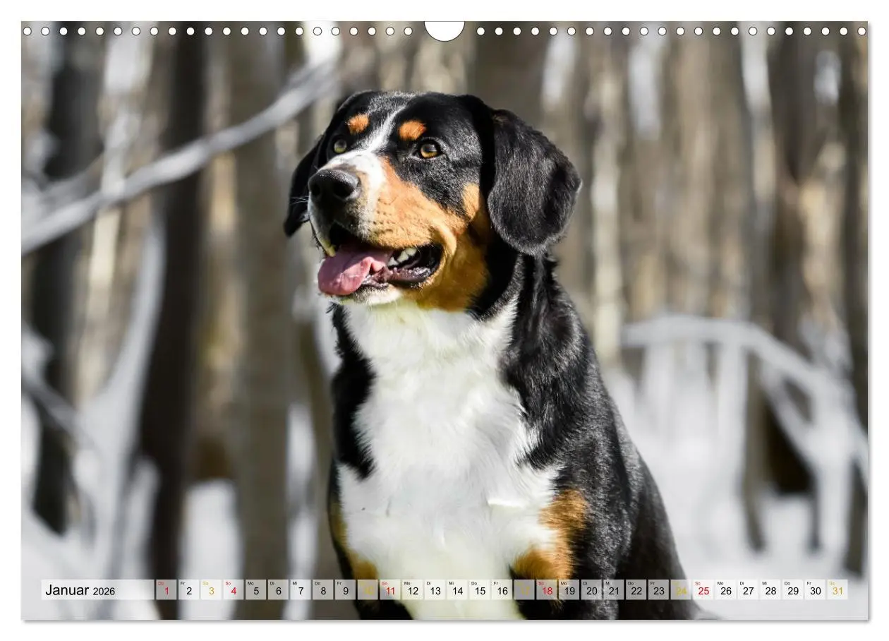 Bild: 9783457348895 | Entlebucher - Temperamentvolle Schweizer Sennenhunde (Wandkalender...