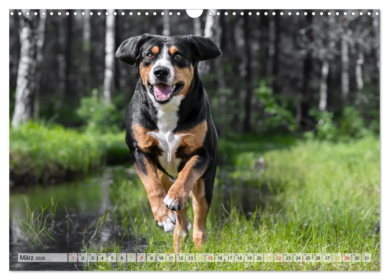 Bild: 9783457348895 | Entlebucher - Temperamentvolle Schweizer Sennenhunde (Wandkalender...
