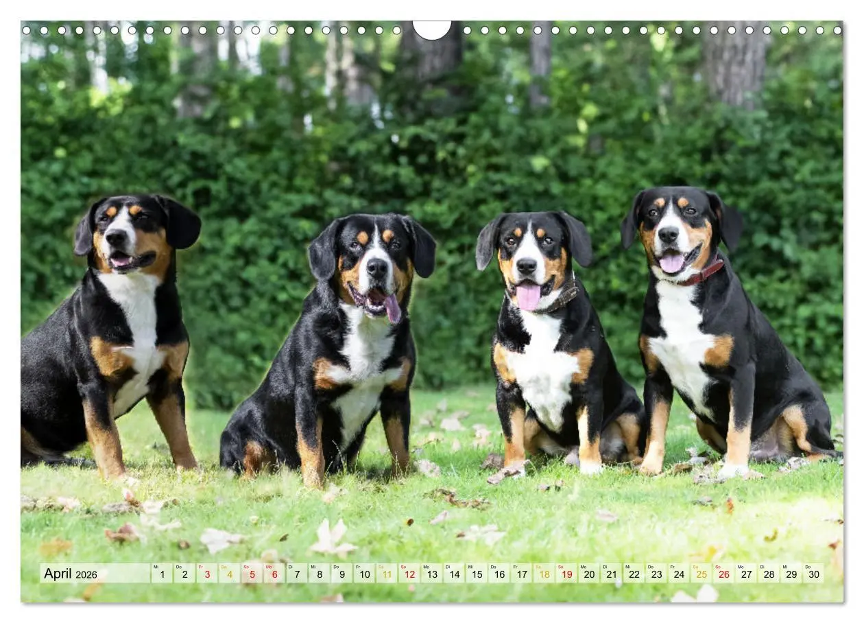 Bild: 9783457348895 | Entlebucher - Temperamentvolle Schweizer Sennenhunde (Wandkalender...
