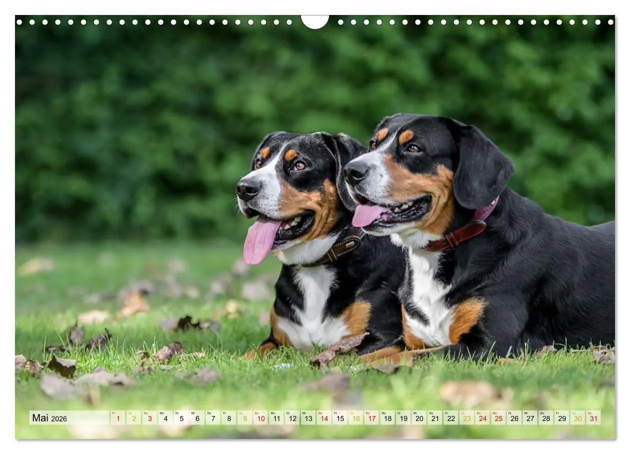 Bild: 9783457348895 | Entlebucher - Temperamentvolle Schweizer Sennenhunde (Wandkalender...