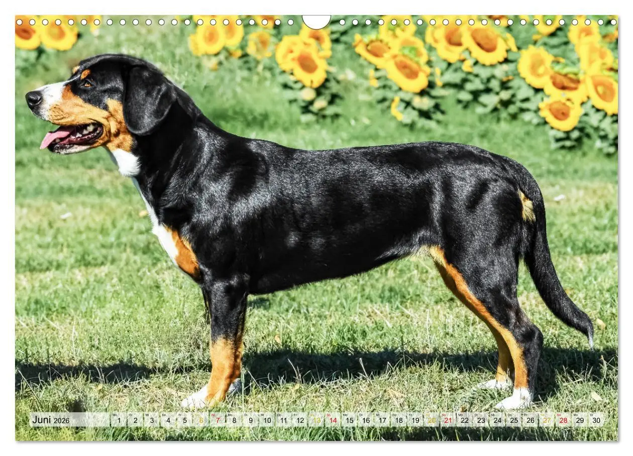 Bild: 9783457348895 | Entlebucher - Temperamentvolle Schweizer Sennenhunde (Wandkalender...