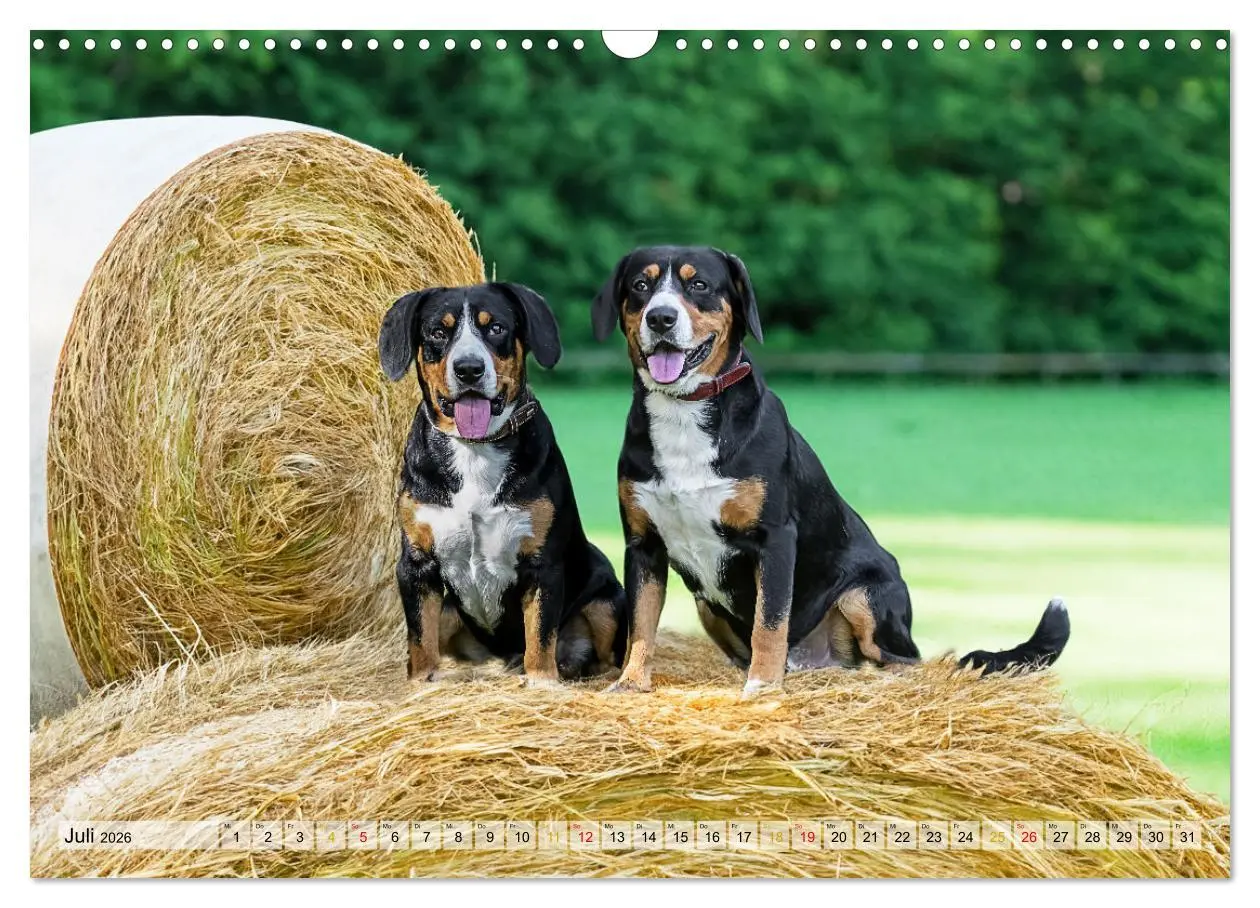 Bild: 9783457348895 | Entlebucher - Temperamentvolle Schweizer Sennenhunde (Wandkalender...