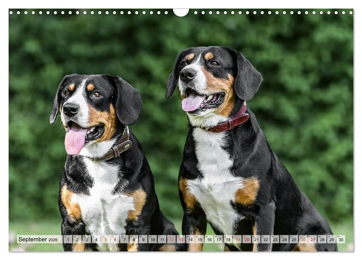 Bild: 9783457348895 | Entlebucher - Temperamentvolle Schweizer Sennenhunde (Wandkalender...