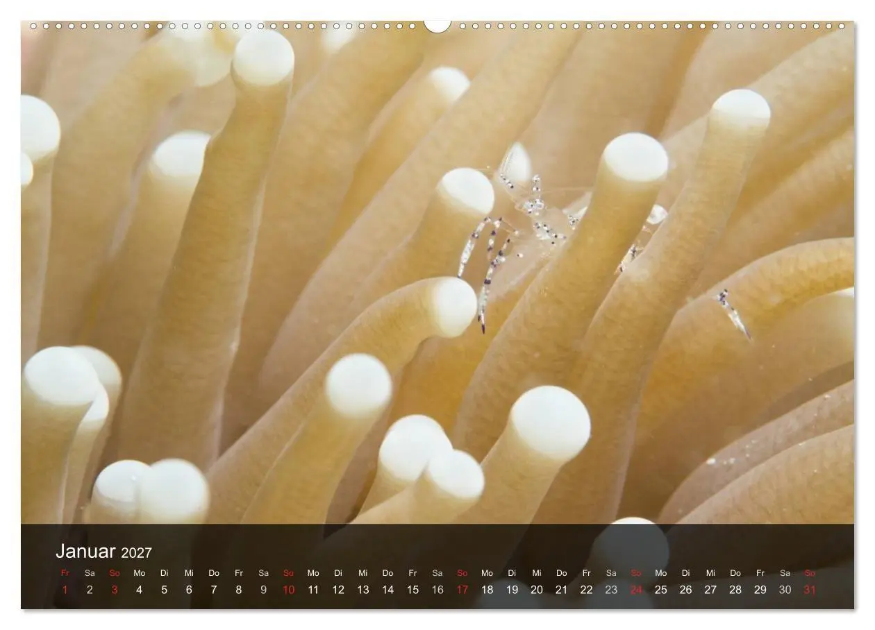 Bild: 9783594108895 | Unterwasser Strukuren (hochwertiger Premium Wandkalender 2027 DIN...