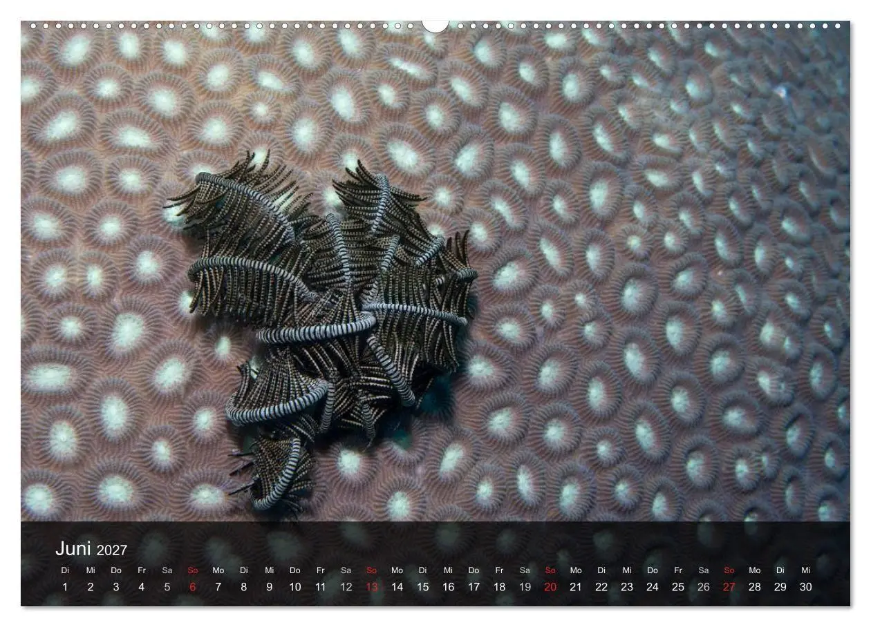 Bild: 9783594108895 | Unterwasser Strukuren (hochwertiger Premium Wandkalender 2027 DIN...