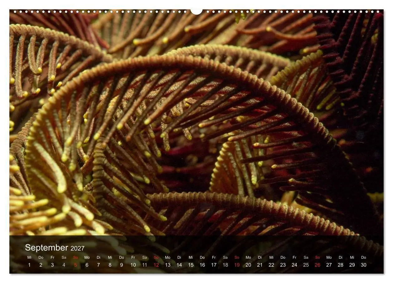 Bild: 9783594108895 | Unterwasser Strukuren (hochwertiger Premium Wandkalender 2027 DIN...