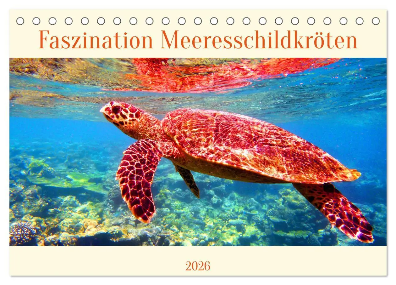 Cover: 9783516048995 | Faszination Meeresschildkröten (Tischkalender 2026 DIN A5 quer),...