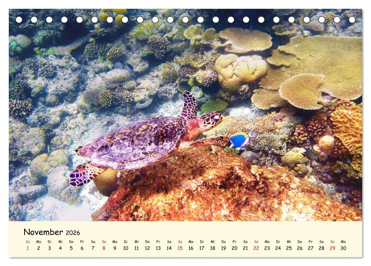 Bild: 9783516048995 | Faszination Meeresschildkröten (Tischkalender 2026 DIN A5 quer),...
