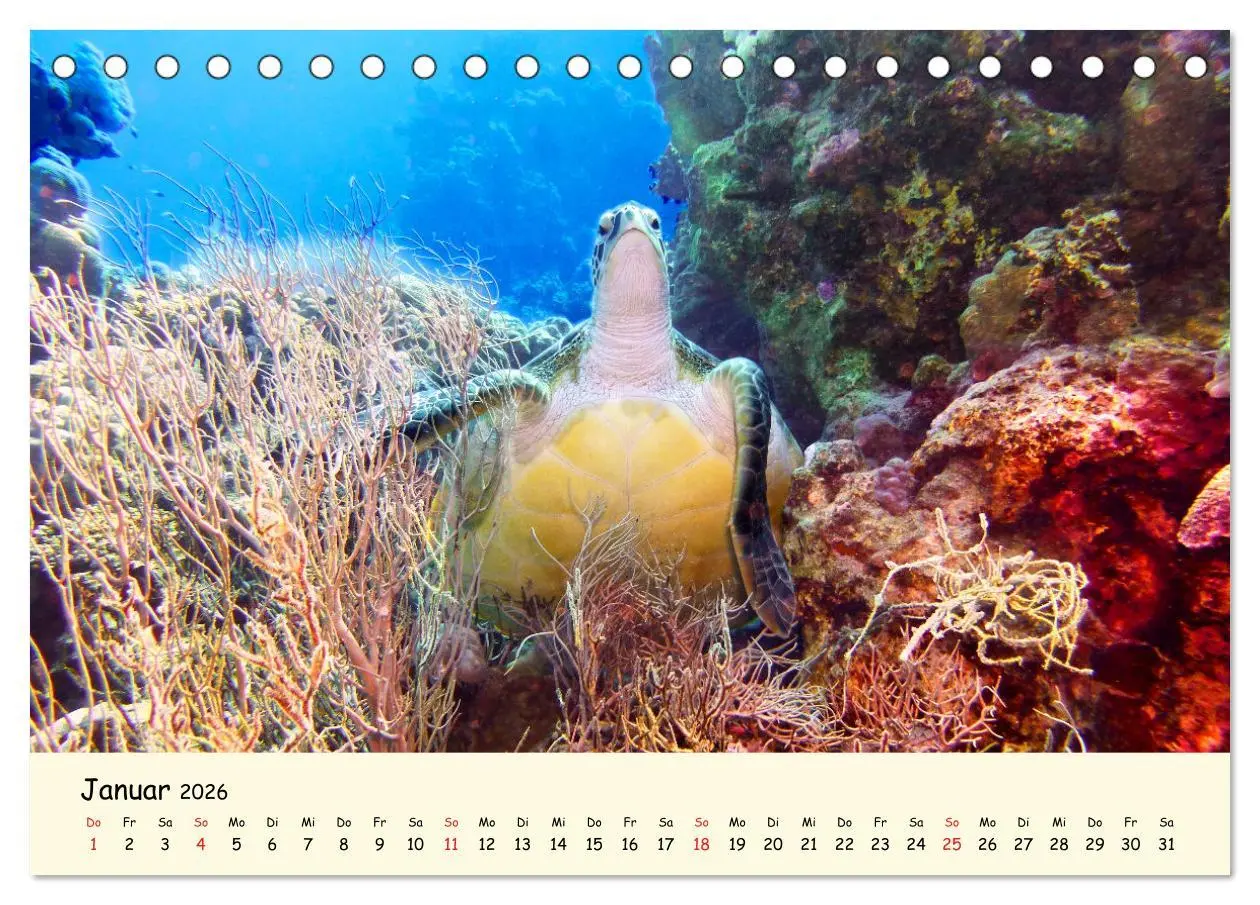 Bild: 9783516048995 | Faszination Meeresschildkröten (Tischkalender 2026 DIN A5 quer),...