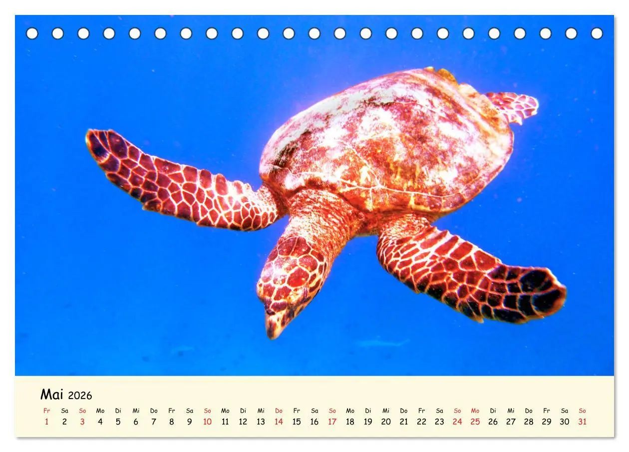 Bild: 9783516048995 | Faszination Meeresschildkröten (Tischkalender 2026 DIN A5 quer),...