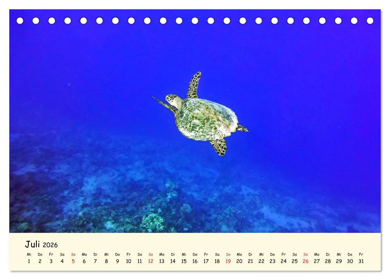 Bild: 9783516048995 | Faszination Meeresschildkröten (Tischkalender 2026 DIN A5 quer),...