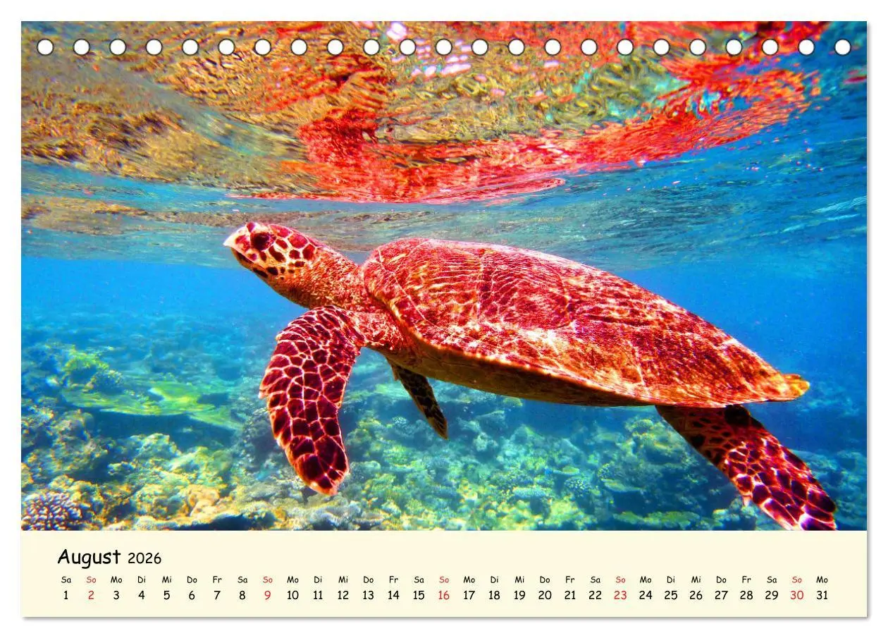 Bild: 9783516048995 | Faszination Meeresschildkröten (Tischkalender 2026 DIN A5 quer),...