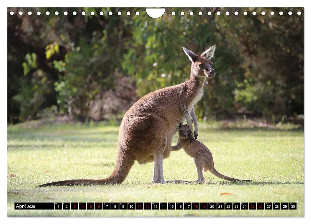 Bild: 9783457839195 | West-Australien (Wandkalender 2026 DIN A4 quer), CALVENDO...