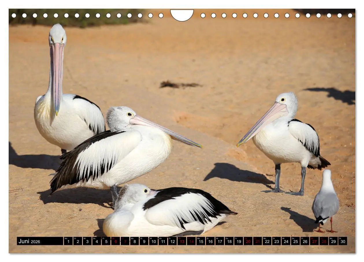 Bild: 9783457839195 | West-Australien (Wandkalender 2026 DIN A4 quer), CALVENDO...