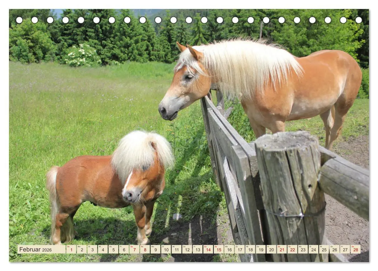 Bild: 9783457759295 | Tiroler Langmähnen (Tischkalender 2026 DIN A5 quer), CALVENDO...