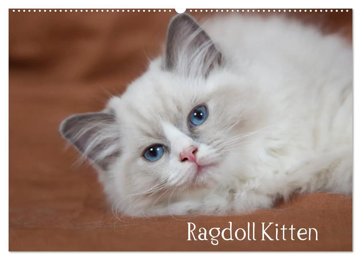 Cover: 9783516159295 | Ragdoll Kitten (Wandkalender 2026 DIN A2 quer), CALVENDO...
