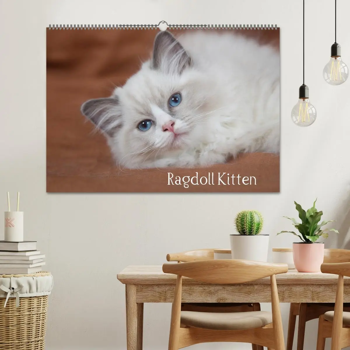 Bild: 9783516159295 | Ragdoll Kitten (Wandkalender 2026 DIN A2 quer), CALVENDO...