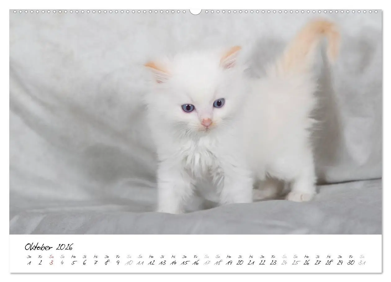 Bild: 9783516159295 | Ragdoll Kitten (Wandkalender 2026 DIN A2 quer), CALVENDO...
