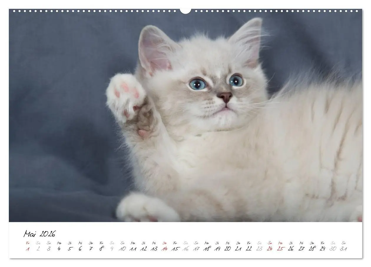 Bild: 9783516159295 | Ragdoll Kitten (Wandkalender 2026 DIN A2 quer), CALVENDO...