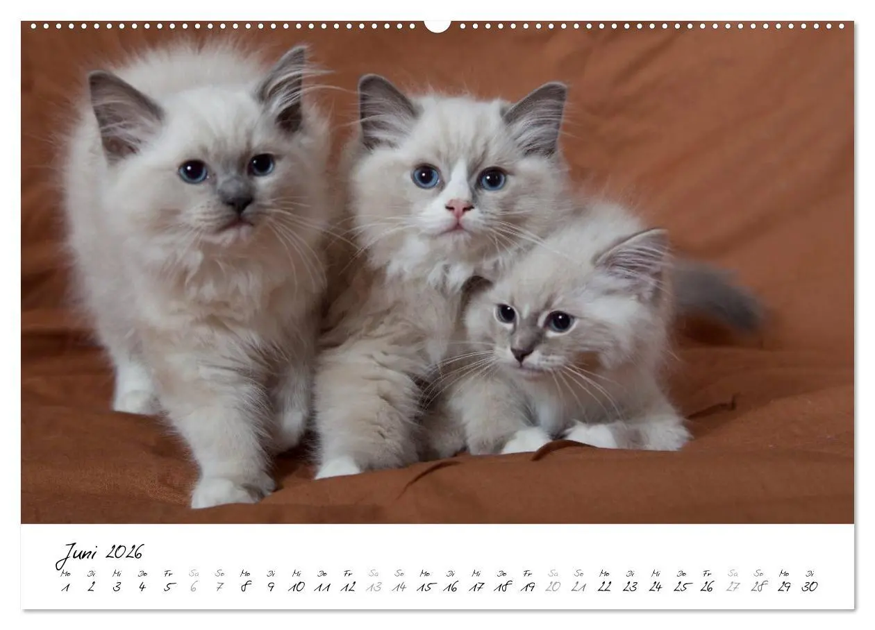 Bild: 9783516159295 | Ragdoll Kitten (Wandkalender 2026 DIN A2 quer), CALVENDO...