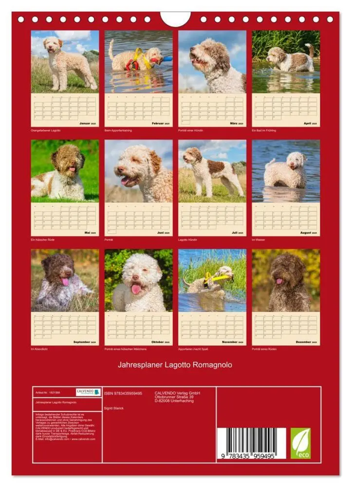 Bild: 9783435959495 | Jahresplaner Lagotto Romagnolo (Wandkalender 2025 DIN A4 hoch),...