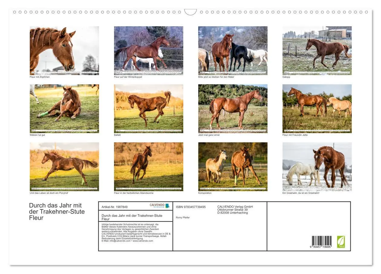 Bild: 9783457739495 | Durch das Jahr mit der Trakehner-Stute Fleur (Wandkalender 2026 DIN...