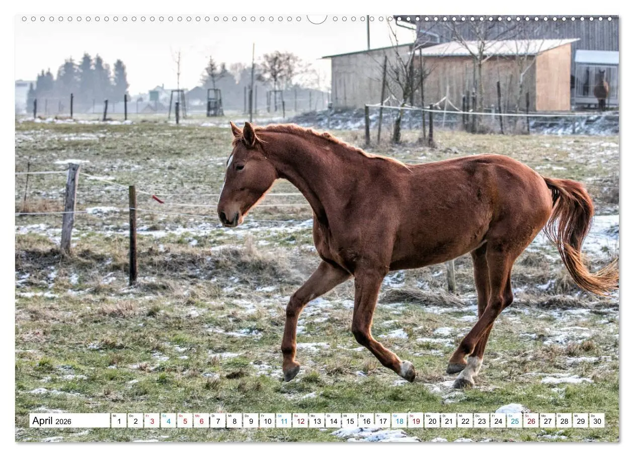 Bild: 9783457739495 | Durch das Jahr mit der Trakehner-Stute Fleur (Wandkalender 2026 DIN...