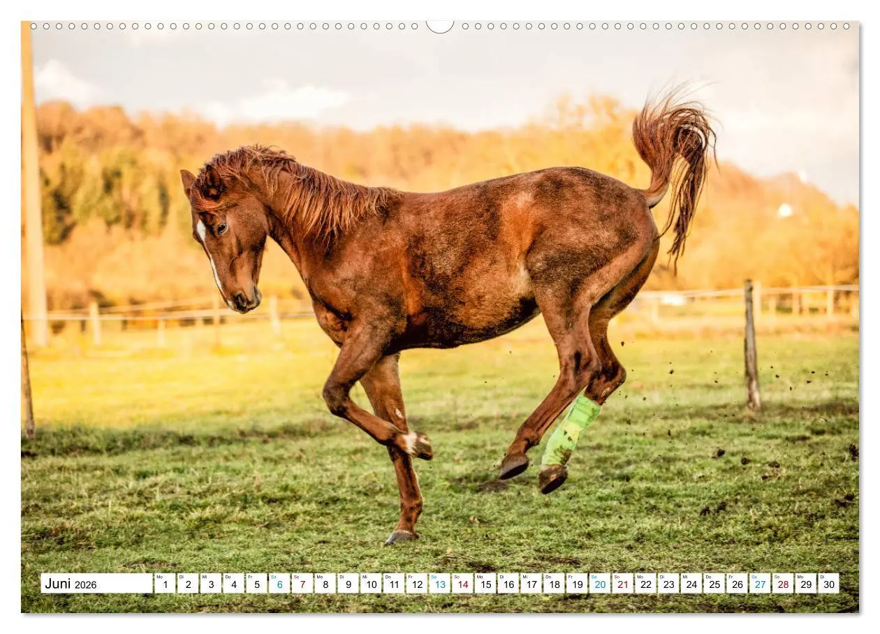 Bild: 9783457739495 | Durch das Jahr mit der Trakehner-Stute Fleur (Wandkalender 2026 DIN...