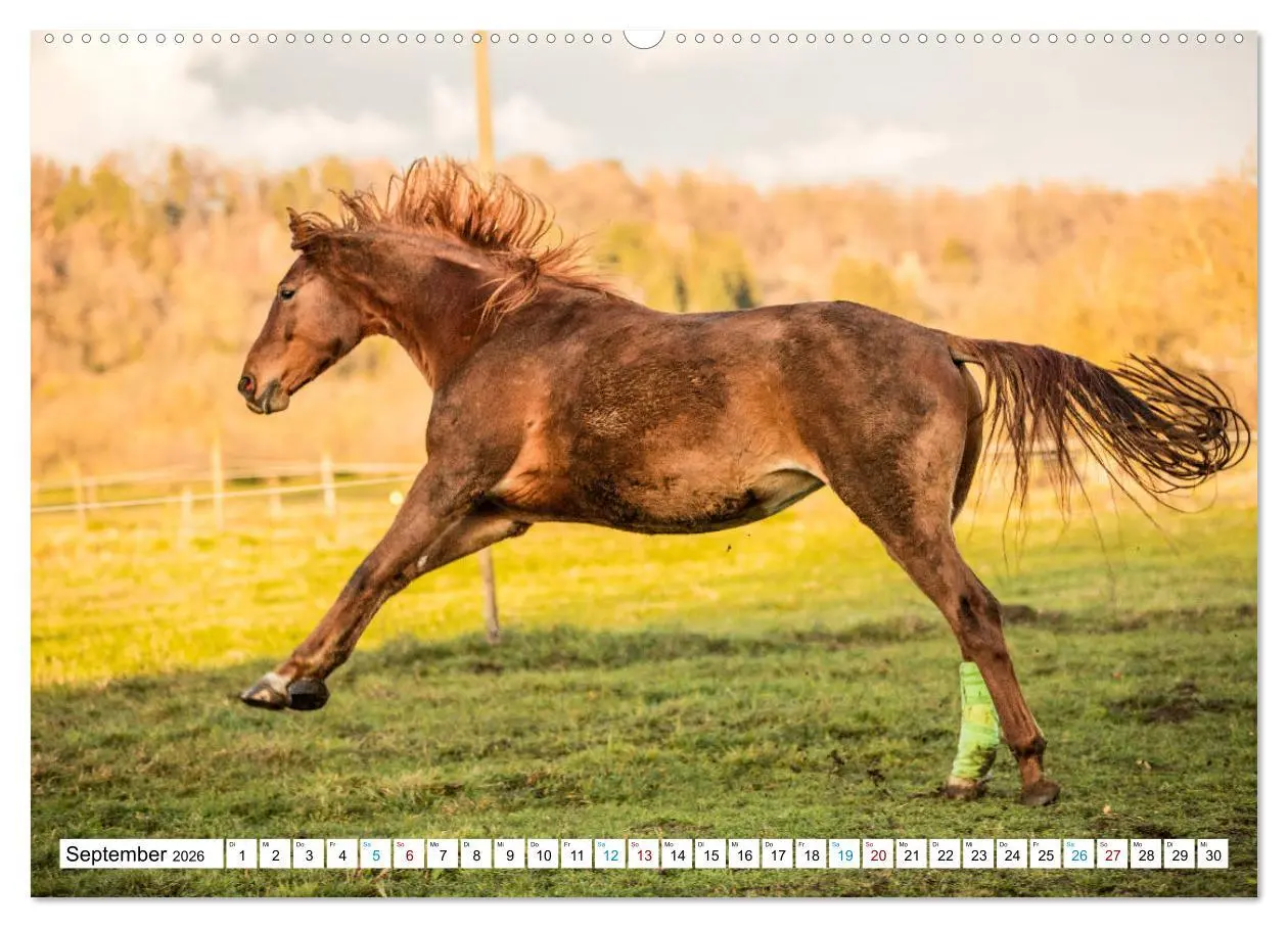 Bild: 9783457739495 | Durch das Jahr mit der Trakehner-Stute Fleur (Wandkalender 2026 DIN...