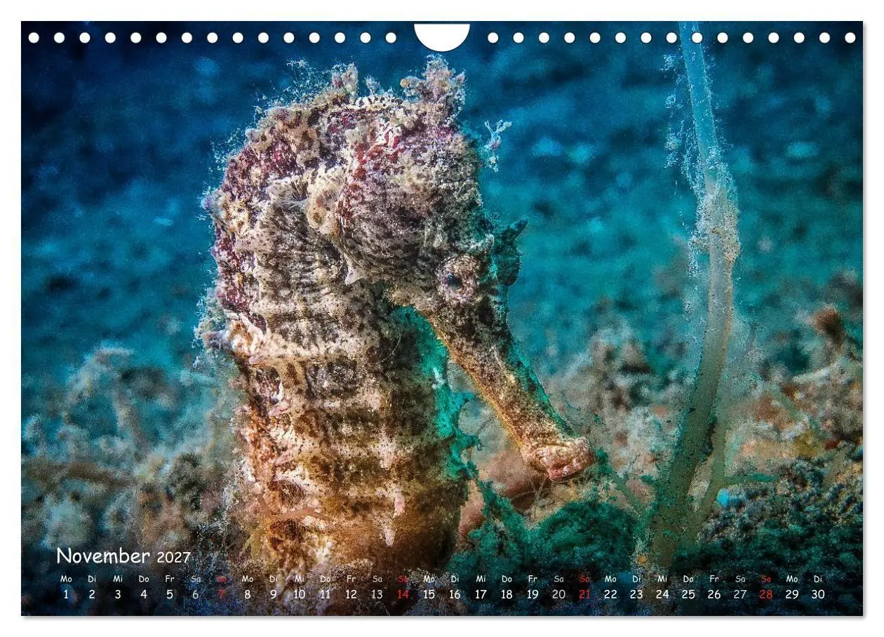 Bild: 9783569919495 | Hippocampus oder einfach nur Seepferdchen (Wandkalender 2027 DIN A4...