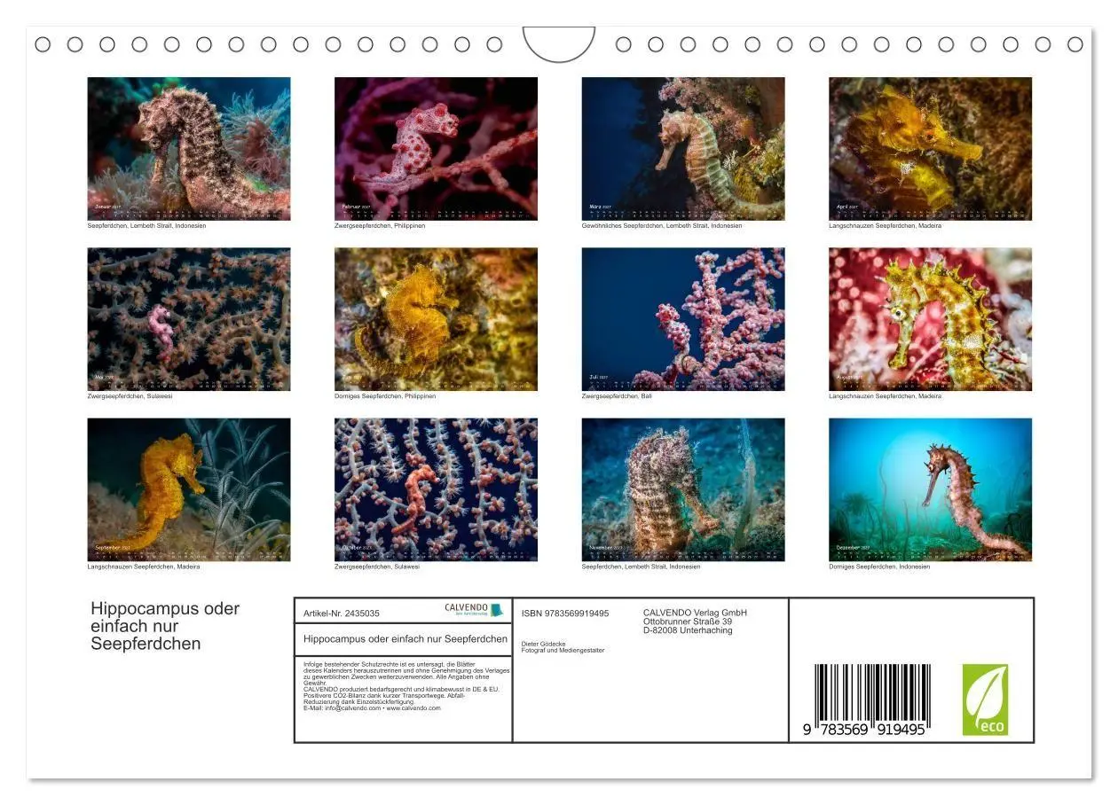 Bild: 9783569919495 | Hippocampus oder einfach nur Seepferdchen (Wandkalender 2027 DIN A4...