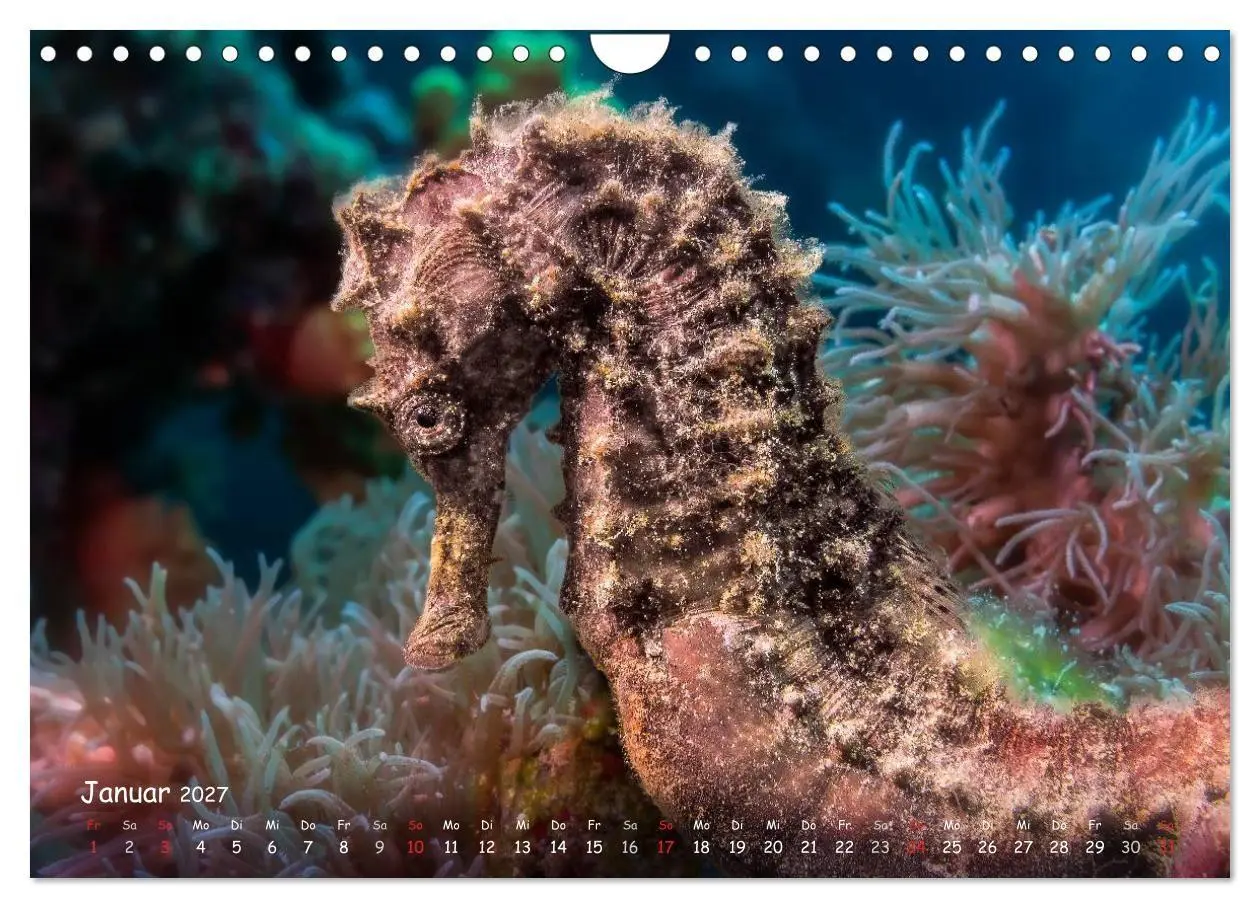 Bild: 9783569919495 | Hippocampus oder einfach nur Seepferdchen (Wandkalender 2027 DIN A4...