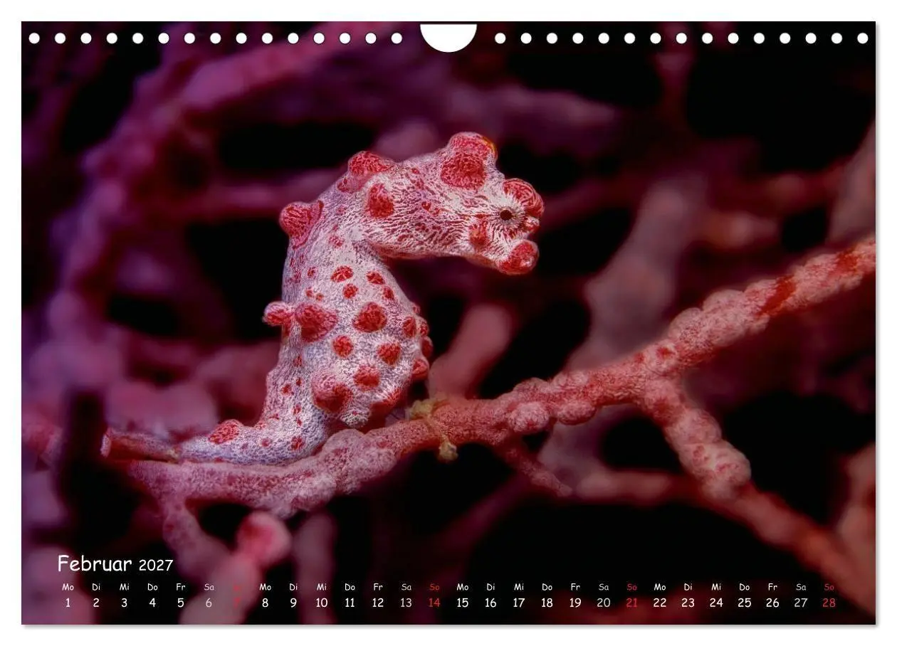Bild: 9783569919495 | Hippocampus oder einfach nur Seepferdchen (Wandkalender 2027 DIN A4...