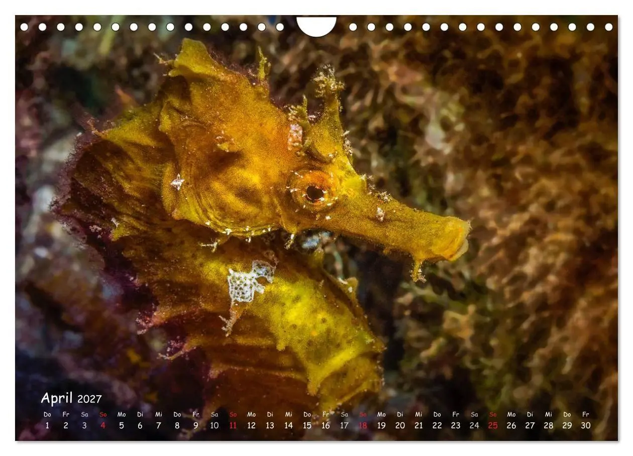 Bild: 9783569919495 | Hippocampus oder einfach nur Seepferdchen (Wandkalender 2027 DIN A4...