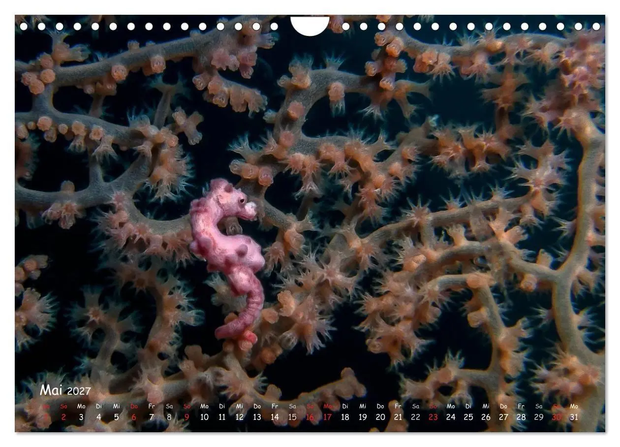Bild: 9783569919495 | Hippocampus oder einfach nur Seepferdchen (Wandkalender 2027 DIN A4...