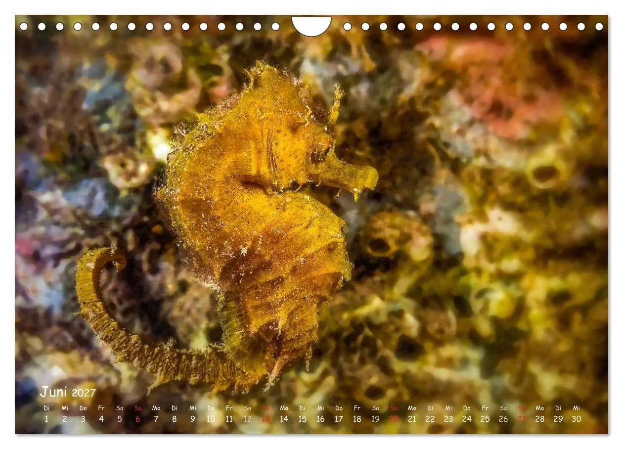 Bild: 9783569919495 | Hippocampus oder einfach nur Seepferdchen (Wandkalender 2027 DIN A4...