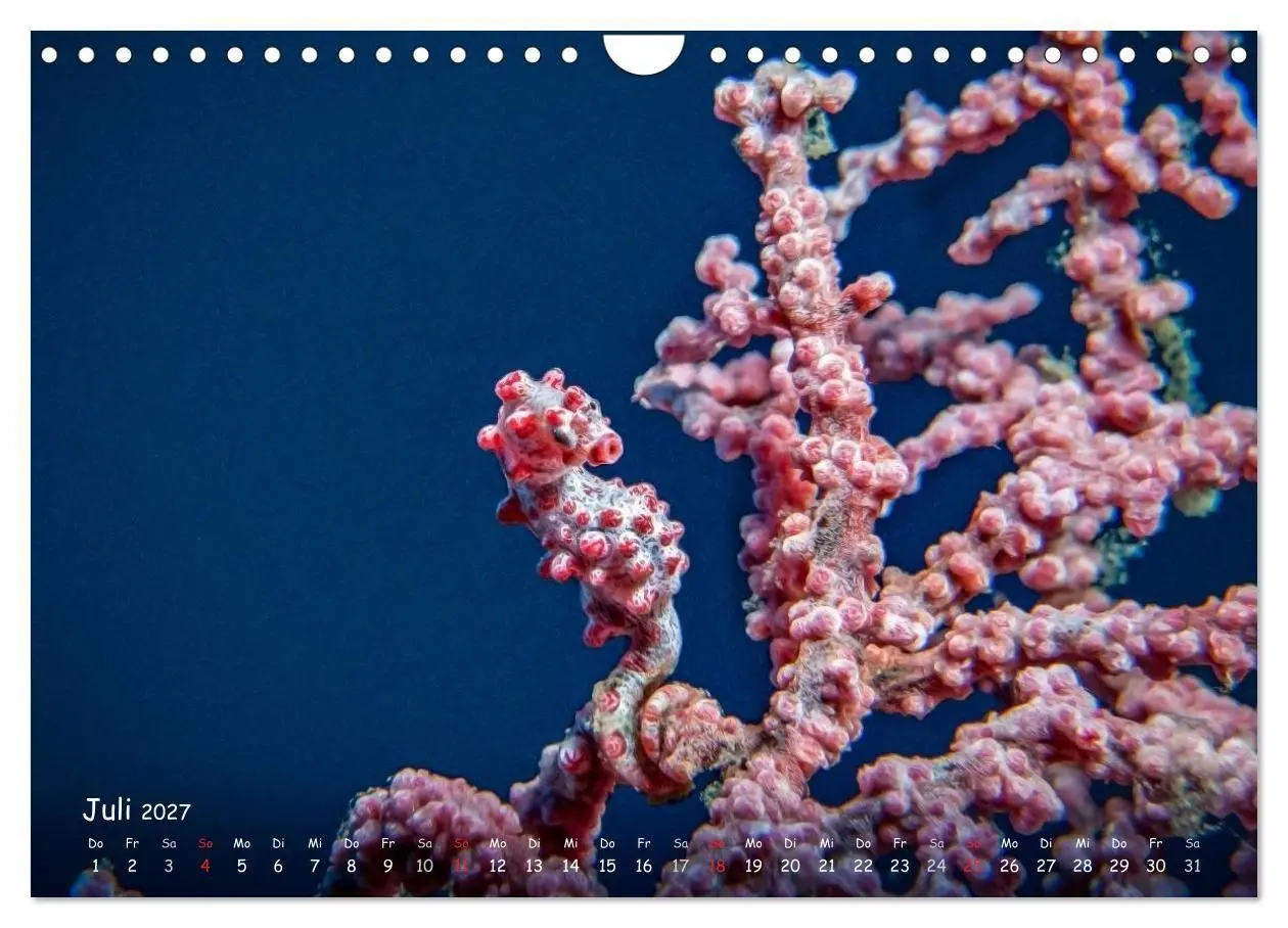 Bild: 9783569919495 | Hippocampus oder einfach nur Seepferdchen (Wandkalender 2027 DIN A4...