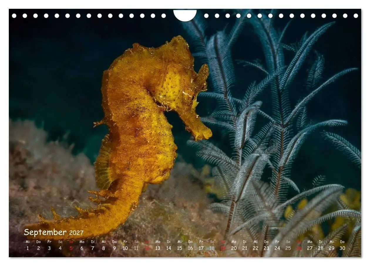 Bild: 9783569919495 | Hippocampus oder einfach nur Seepferdchen (Wandkalender 2027 DIN A4...
