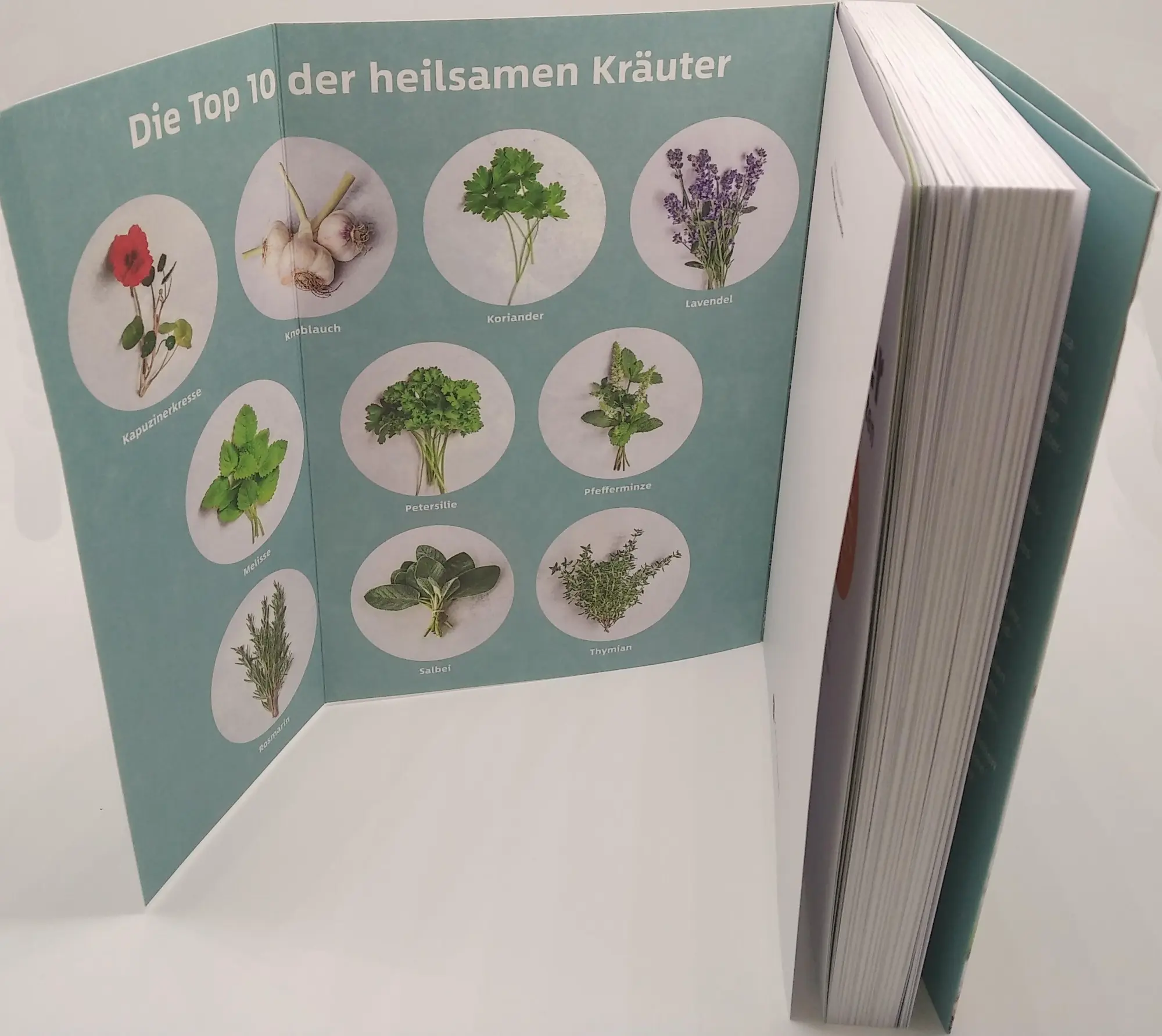 Bild: 9783442179695 | 10 Kräuter gegen 100 Krankheiten | Franziska Rubin | Taschenbuch
