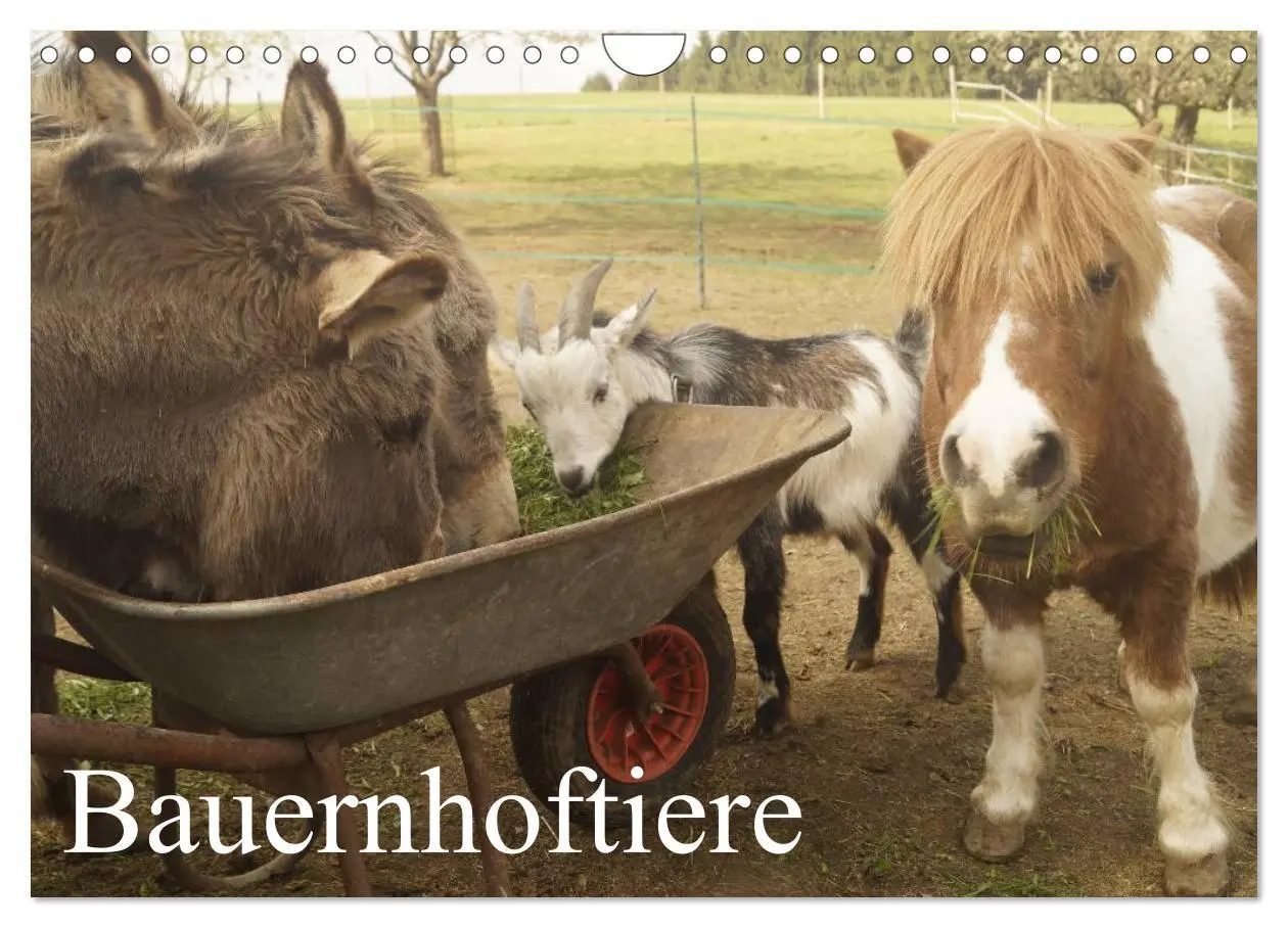 Cover: 9783516119695 | Bauernhoftiere (Wandkalender 2026 DIN A4 quer), CALVENDO...