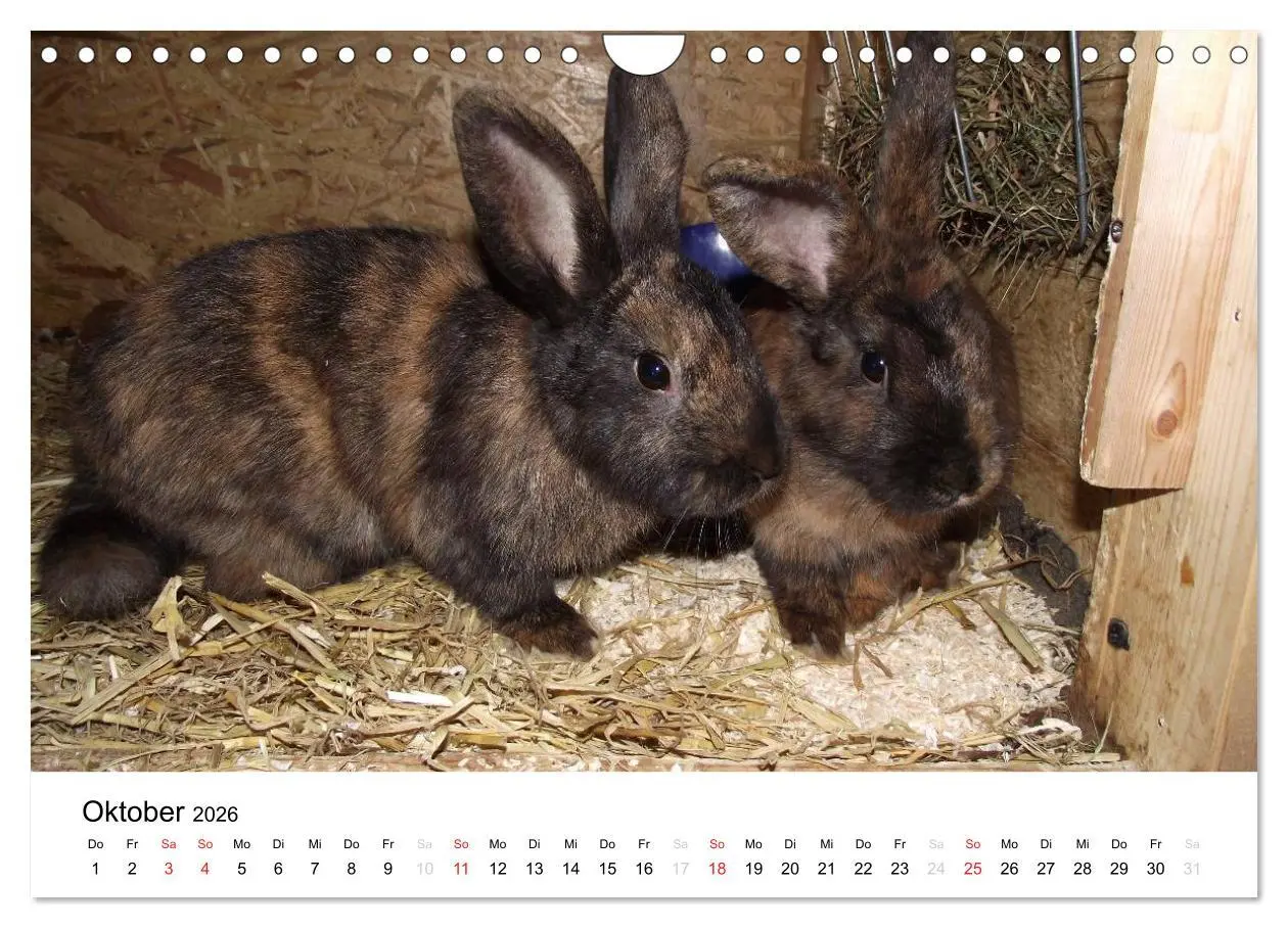 Bild: 9783516119695 | Bauernhoftiere (Wandkalender 2026 DIN A4 quer), CALVENDO...
