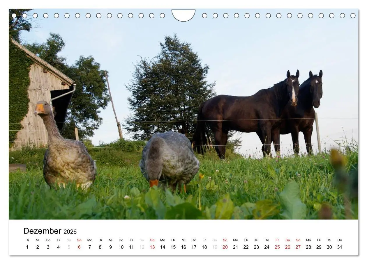 Bild: 9783516119695 | Bauernhoftiere (Wandkalender 2026 DIN A4 quer), CALVENDO...