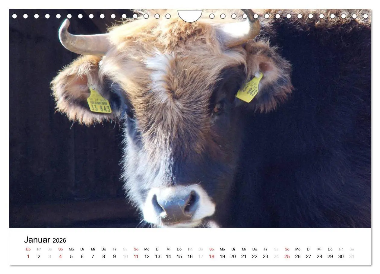 Bild: 9783516119695 | Bauernhoftiere (Wandkalender 2026 DIN A4 quer), CALVENDO...