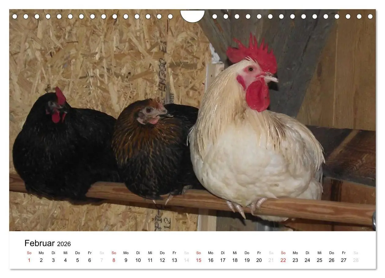 Bild: 9783516119695 | Bauernhoftiere (Wandkalender 2026 DIN A4 quer), CALVENDO...