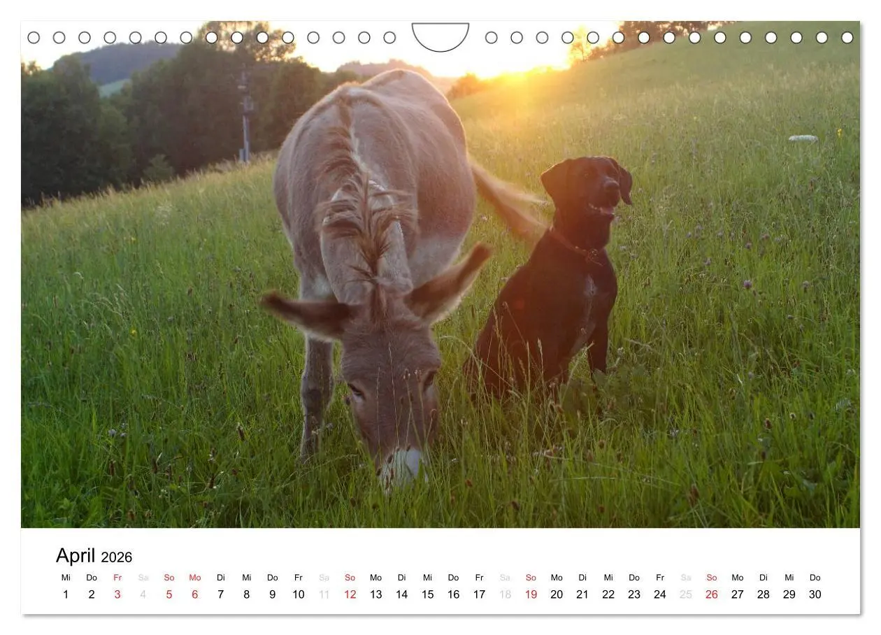 Bild: 9783516119695 | Bauernhoftiere (Wandkalender 2026 DIN A4 quer), CALVENDO...