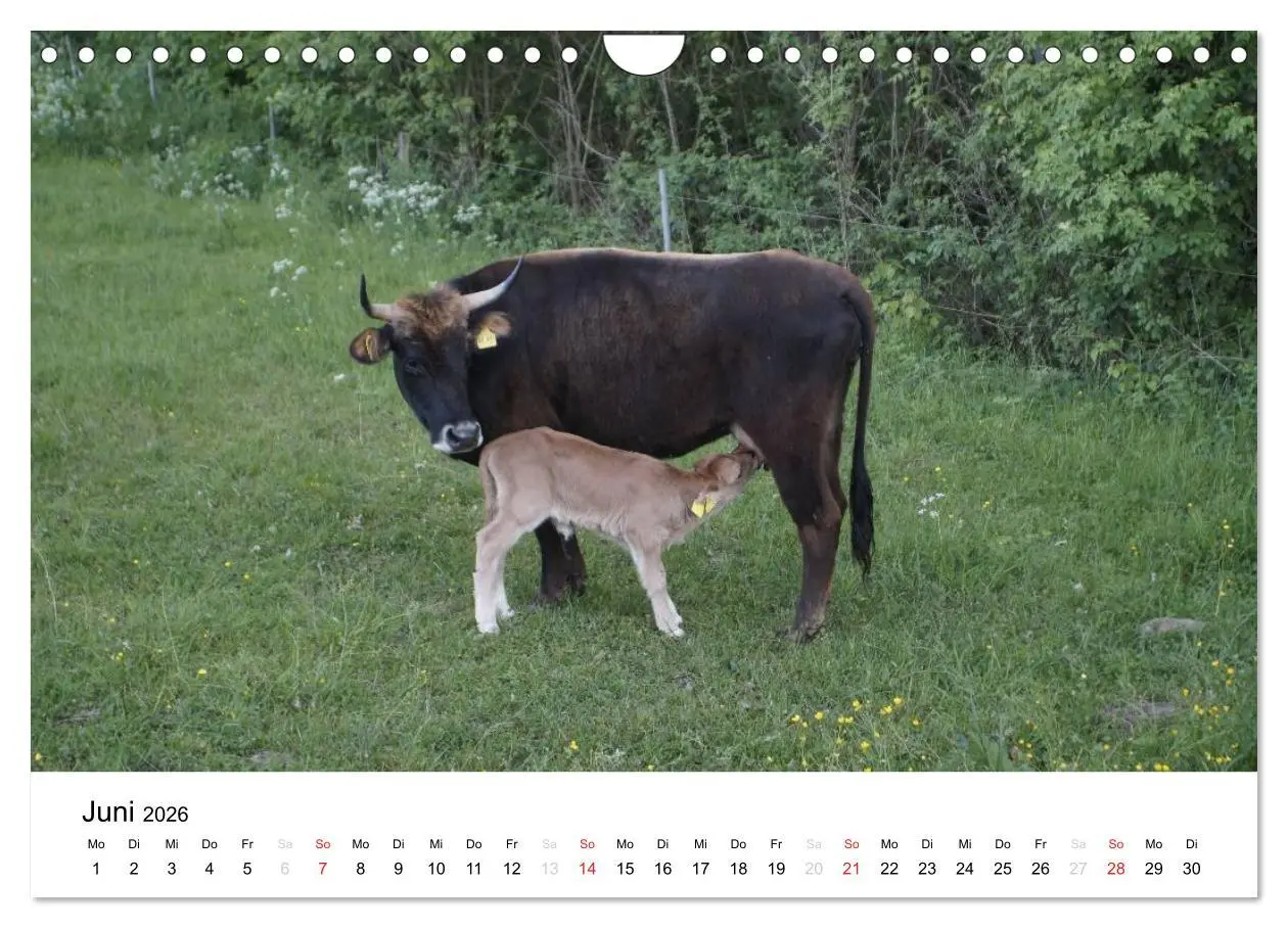 Bild: 9783516119695 | Bauernhoftiere (Wandkalender 2026 DIN A4 quer), CALVENDO...