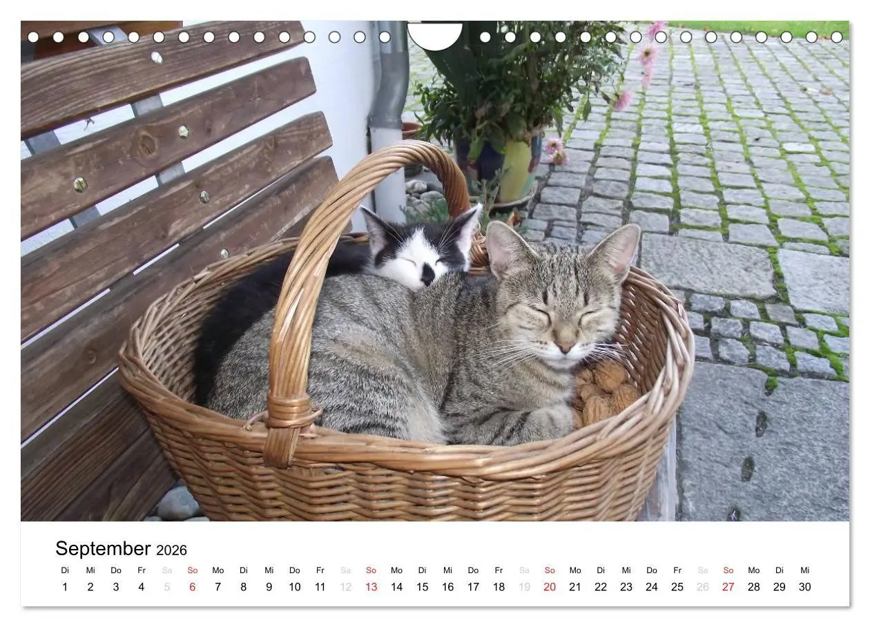 Bild: 9783516119695 | Bauernhoftiere (Wandkalender 2026 DIN A4 quer), CALVENDO...