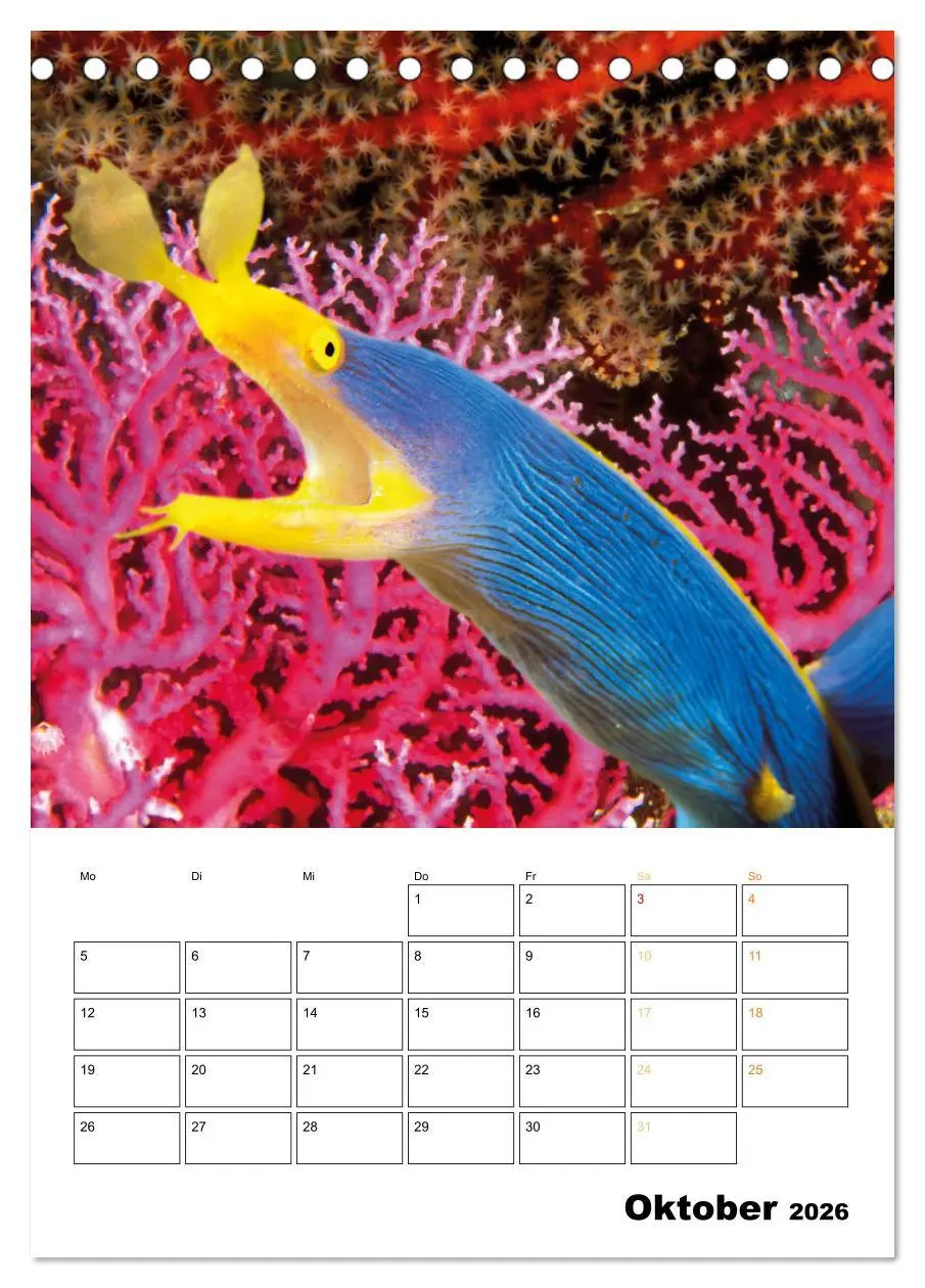 Bild: 9783516599695 | Farbrausch unter Wasser: Fische am Riff (Tischkalender 2026 DIN A5...