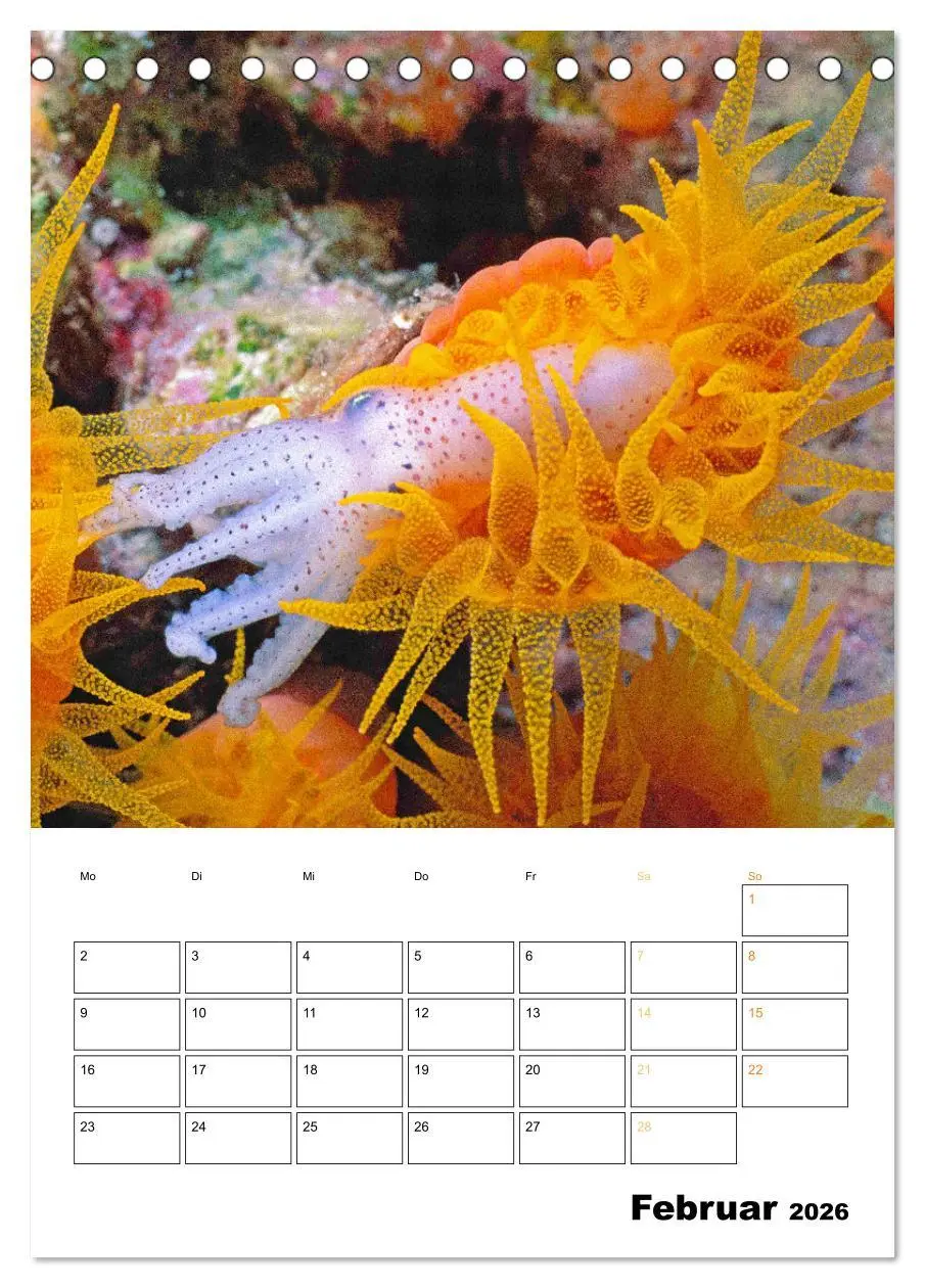 Bild: 9783516599695 | Farbrausch unter Wasser: Fische am Riff (Tischkalender 2026 DIN A5...