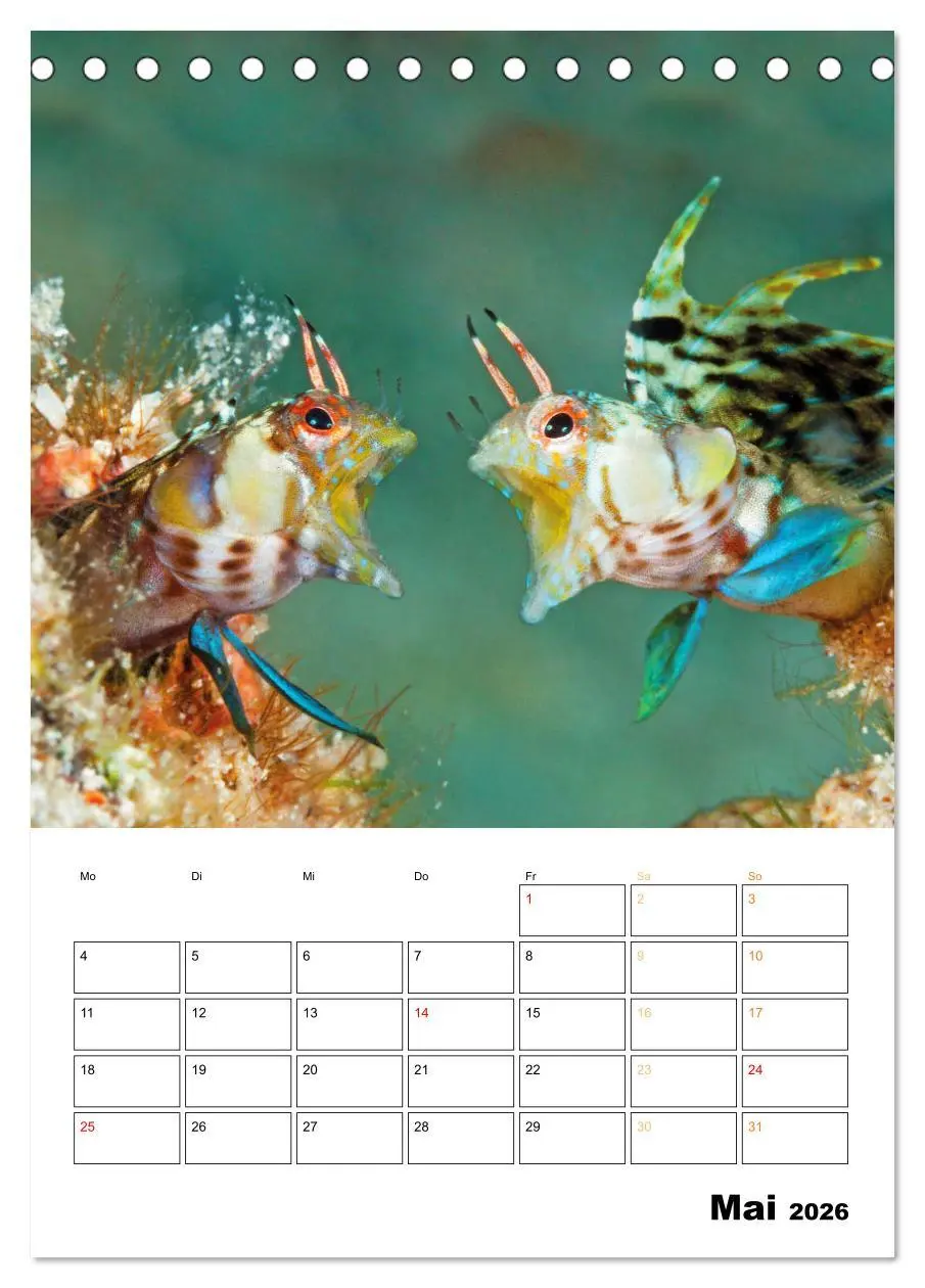 Bild: 9783516599695 | Farbrausch unter Wasser: Fische am Riff (Tischkalender 2026 DIN A5...